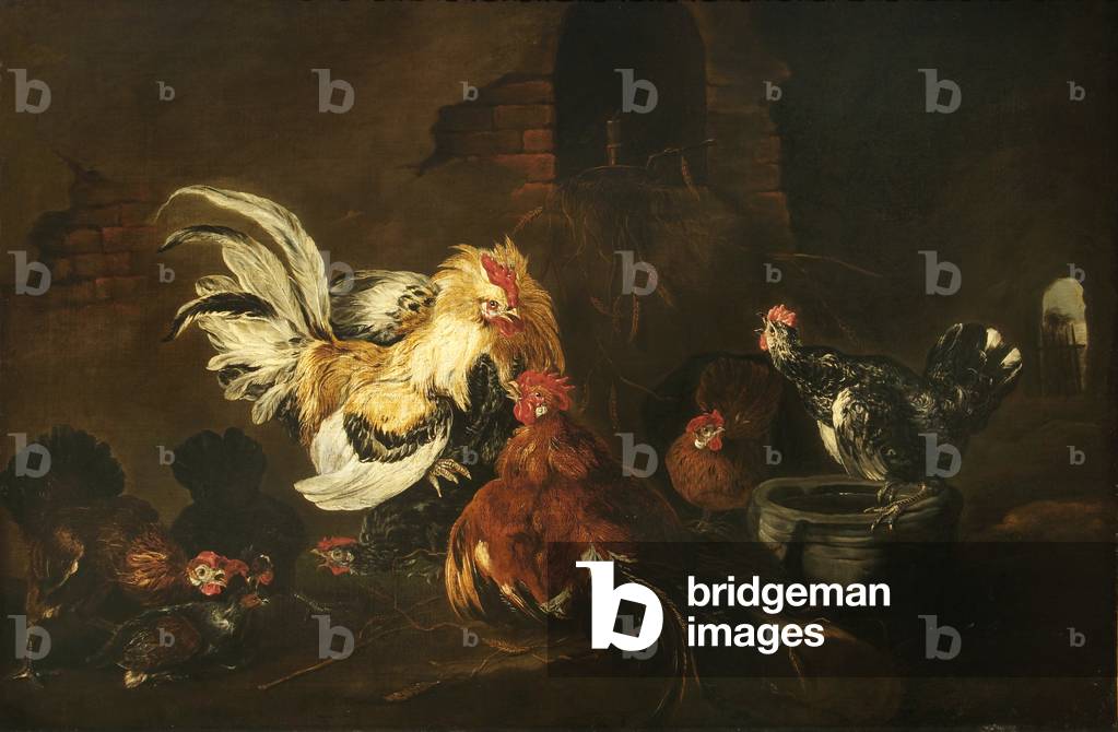 Kampf Schwänze und Hennen