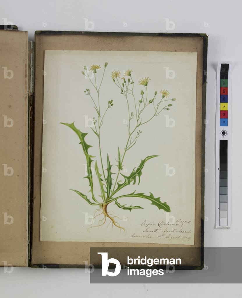 Bild von Zeichnung "Ein Album mit 40 botanischen Aquarellen von C.W (fl.1849-63)" 1801 von British School