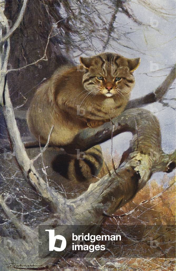 "Wildkatze (Farbe Litho)" von Wilhelm Kuhnert