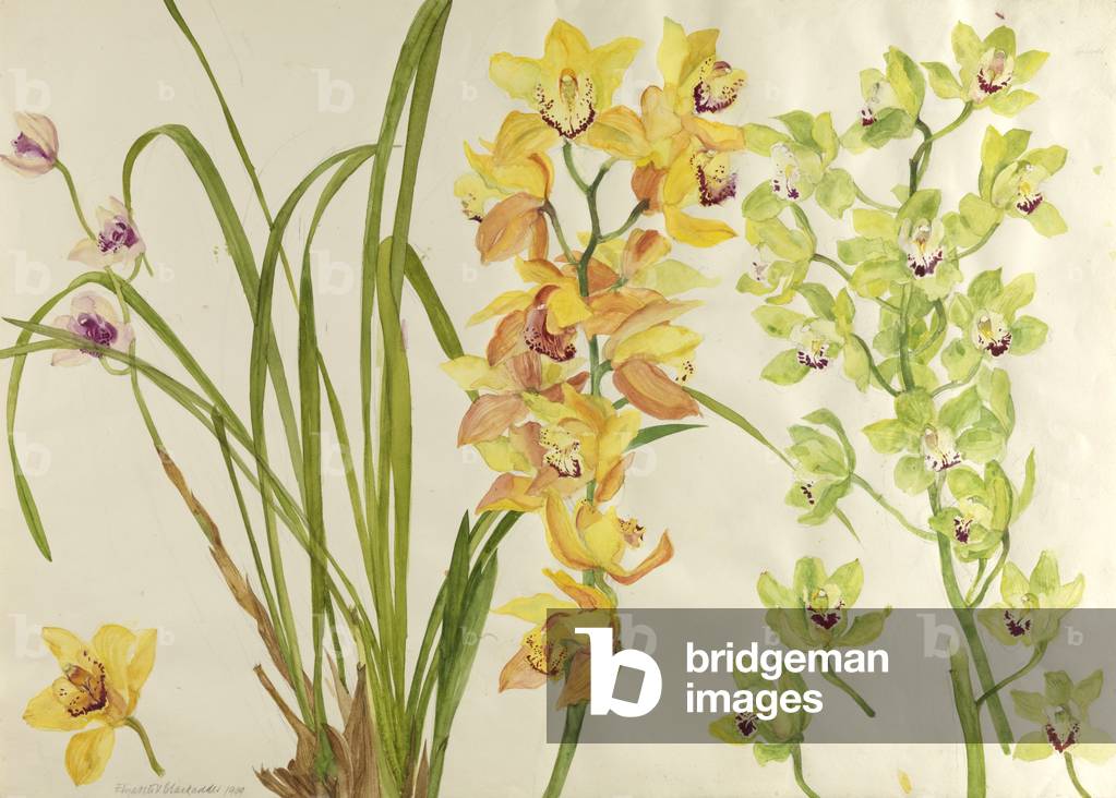 Image de Dessin représentant Orchidées 1999 par Dame Elizabeth Blackadder