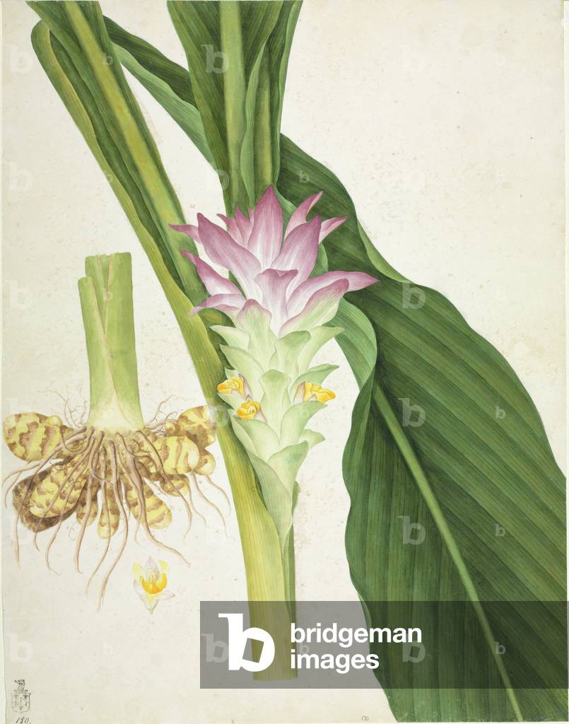 "Zingiber officinale" 1801