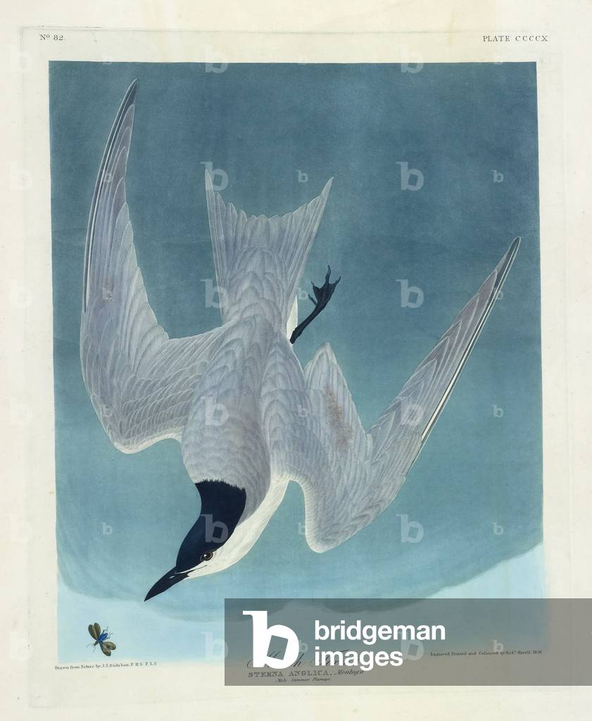 Ein Vogel. Farbillustration von Audubon; Marsh Tern.