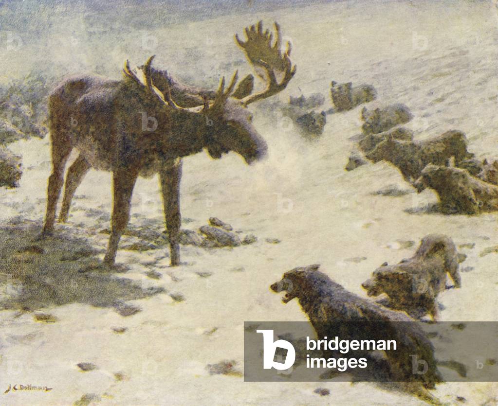 Ein Elch bei Bay (Farbe litho)