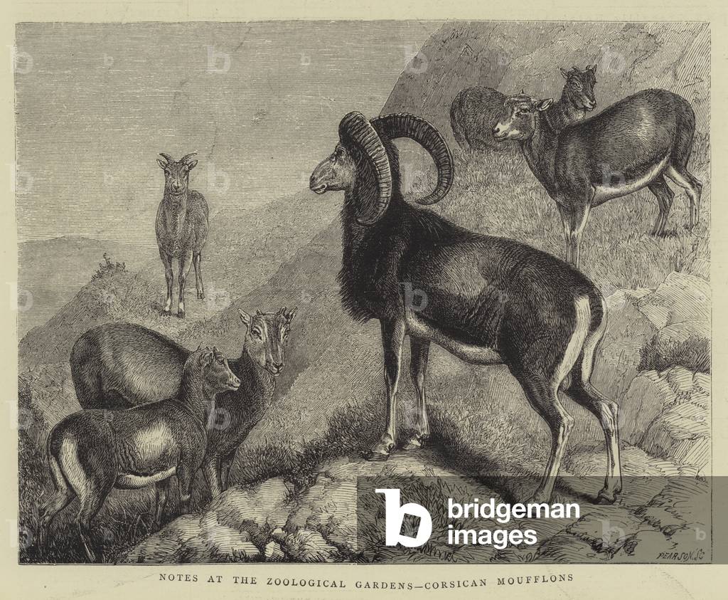 Notes at the Zoological Gardens by English Artist, b/w