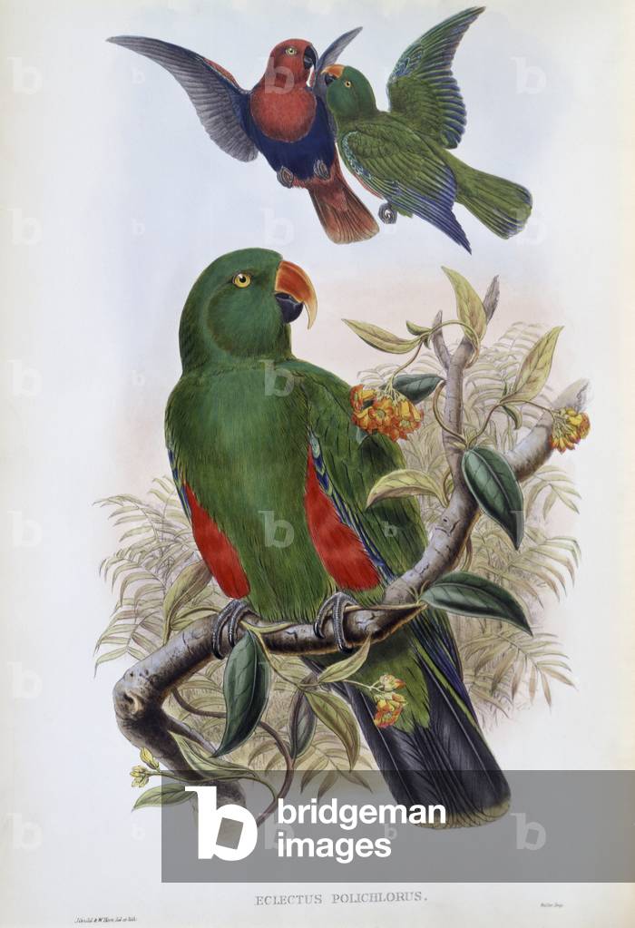 Image of Print depicting Green Lory (lithograph) by John Gould