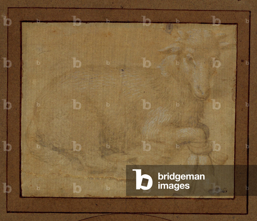 Study of a lamb …