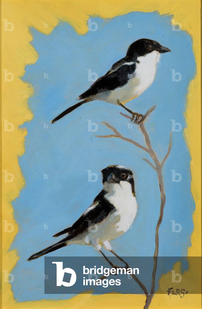 Image of Painting depicting Fiscal Shrikes 2019 by Francesca Sanders