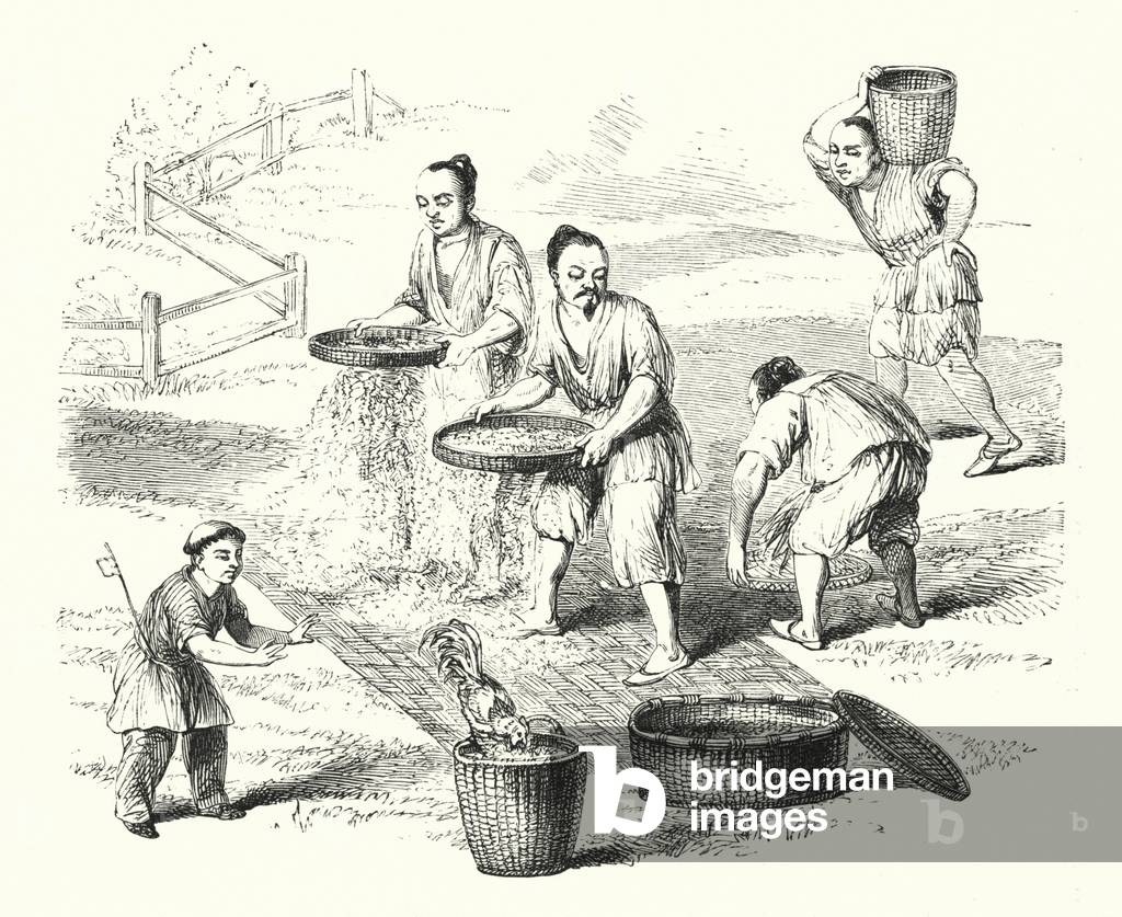 Bild von Gravur "Das Maissieb (Gravur)" von English School