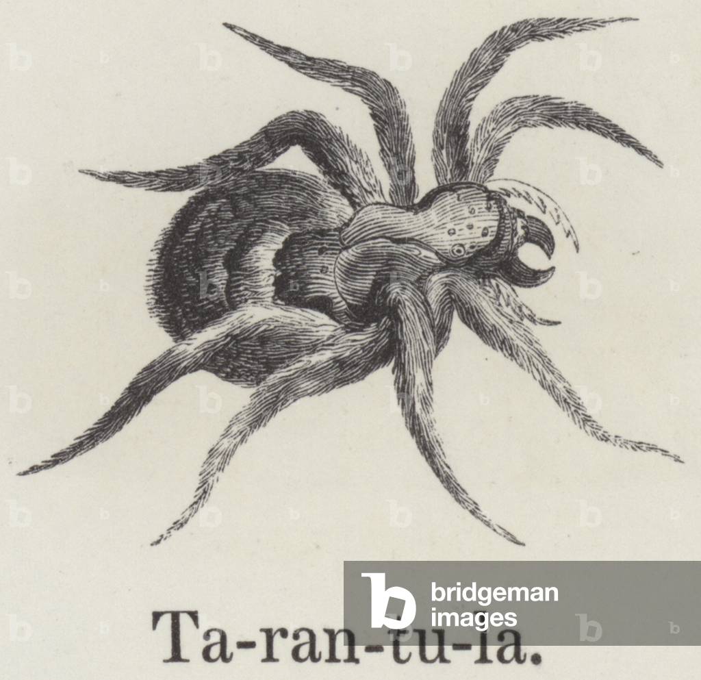 Tarantola (incisione)