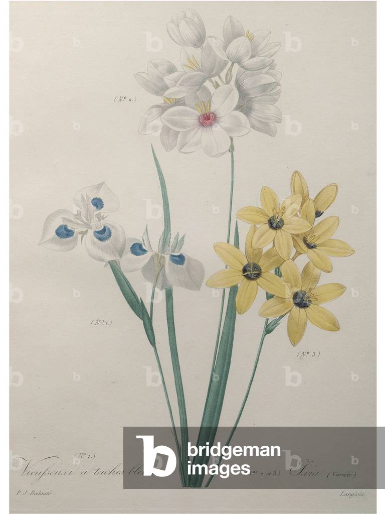 Mais Lilly con macchie blu