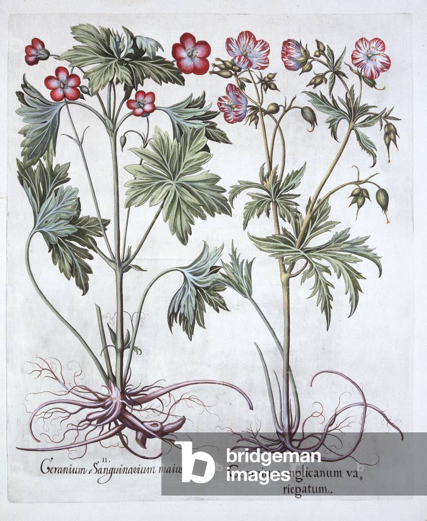 Bloody Cranesbill und Bigroot Cranesbill, aus 'Hortus Eystettensis', von Basil Besler (1561-1629), Pub. 1613 (