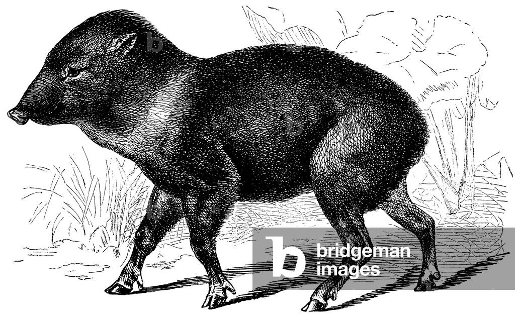 Image de Gravure représentant Peccary, b/w