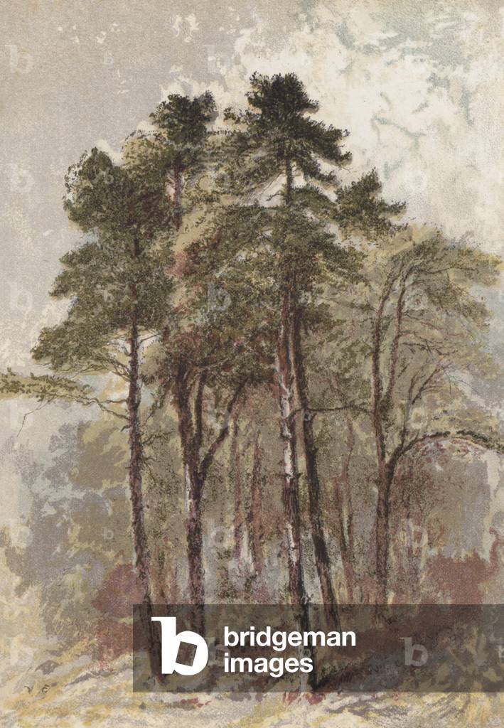 Bild von Druck "Gruppe von Tannen (Chromolitho)" von Aaron Edwin Penley