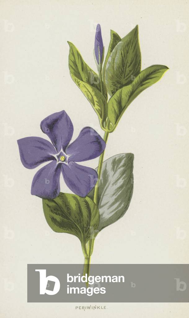 Periwinkle (chromolitho)