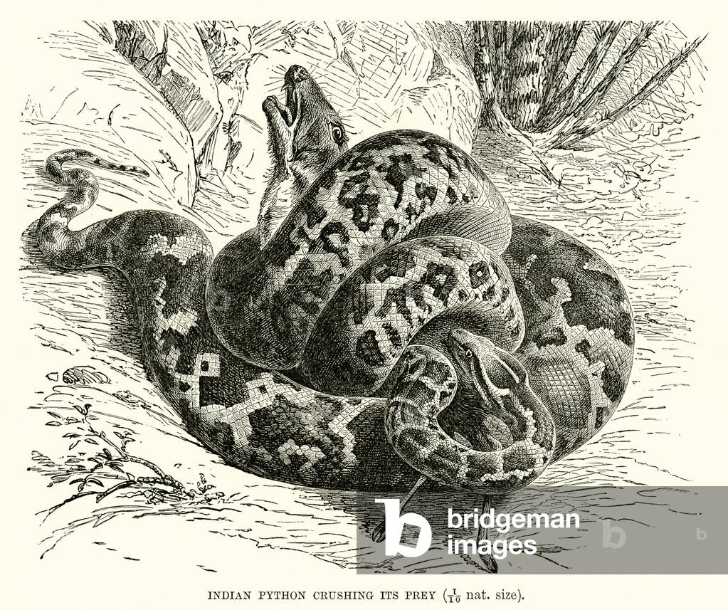 Indischer Python zerquetscht seine Beute (Gravur)