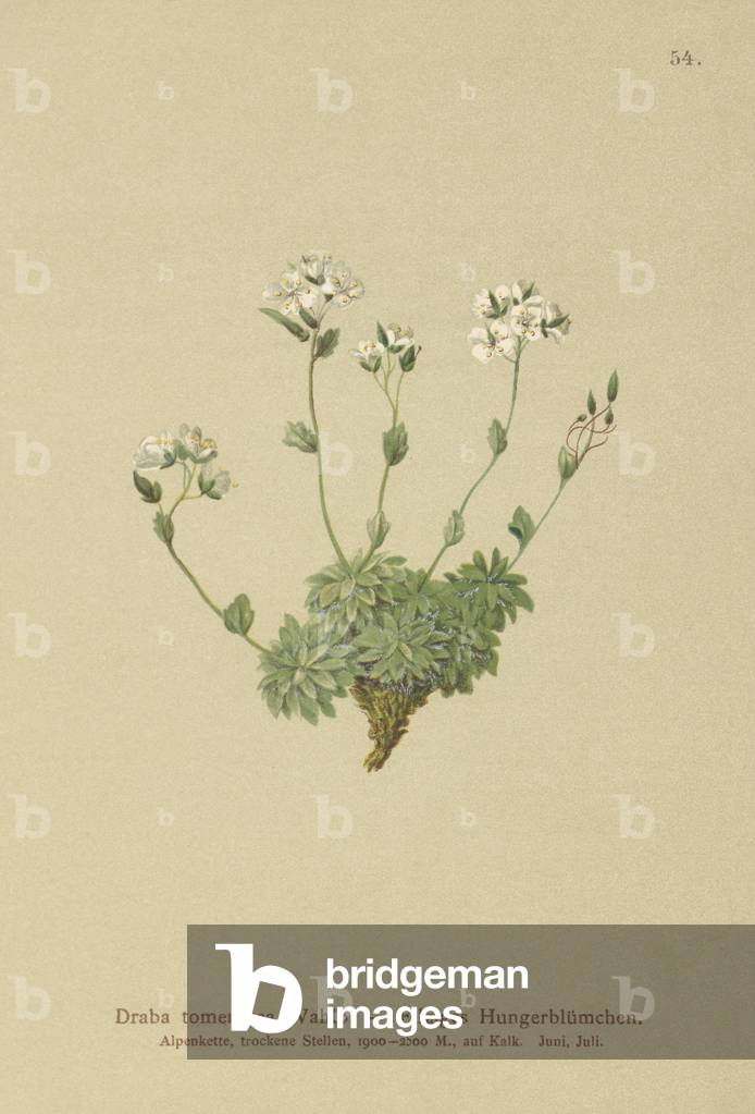 Wolley Whitlow-grass (Draba tomentosa) (colour litho) by German Artist, b/w