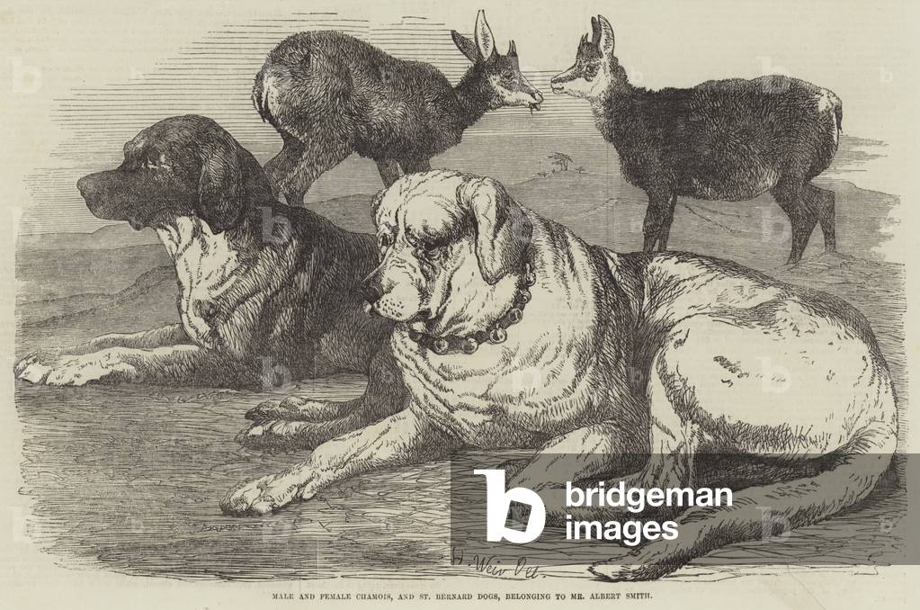 Male and Female Chamois, and St Bernard Dogs, belonging to Mr Albert Smith (engraving)