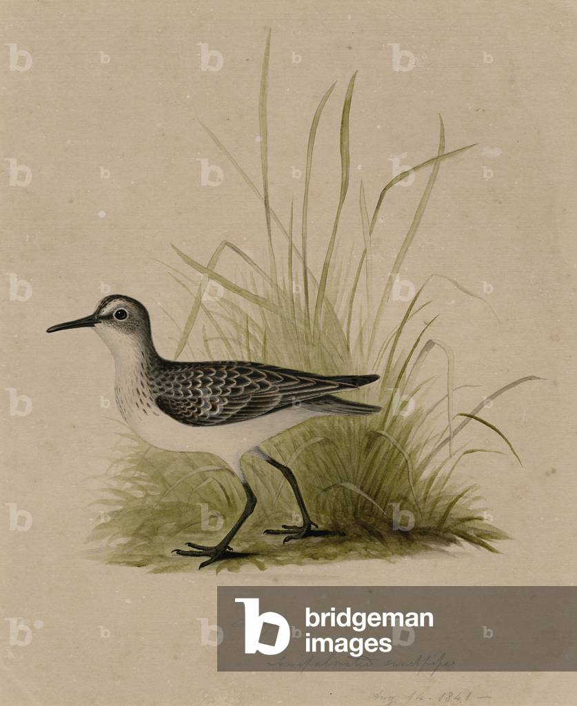 Peep, Bécasseau semipalmé, 1841 (p/c sur papier)