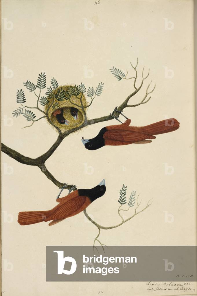 Black-Headed Munia