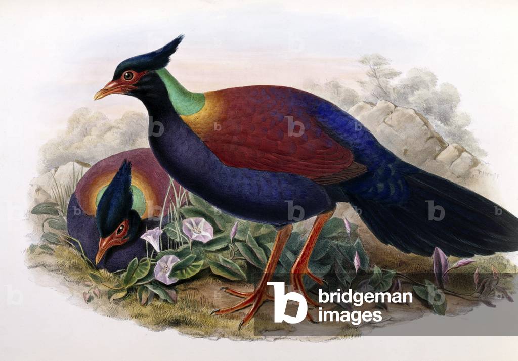 Immagine di Stampa "Pattini (litografia)" di John Gould