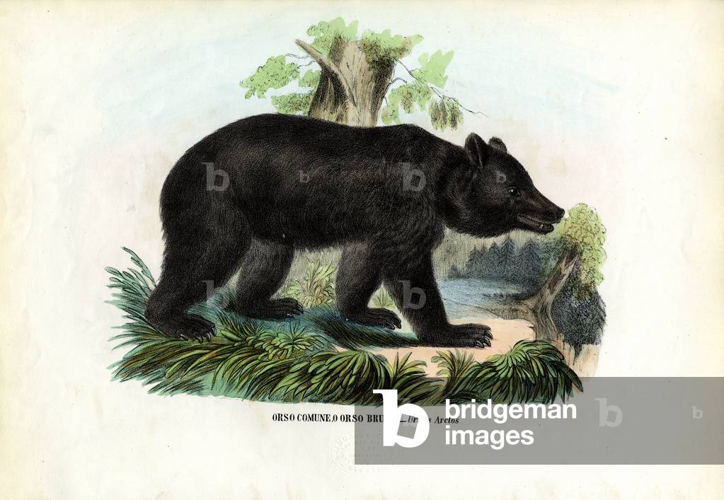 Brauner Bär, 1863-79 (Farblitho)