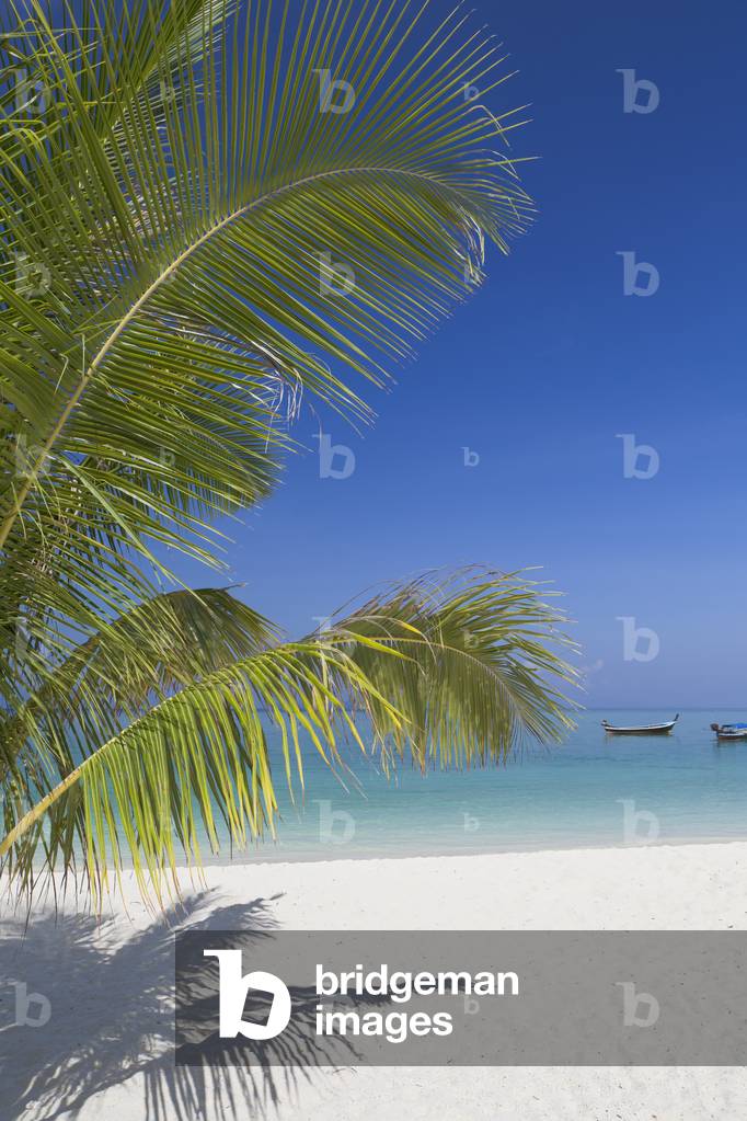 Bild von Fotografie "Palme am Strand der Insel Ko Lipe"