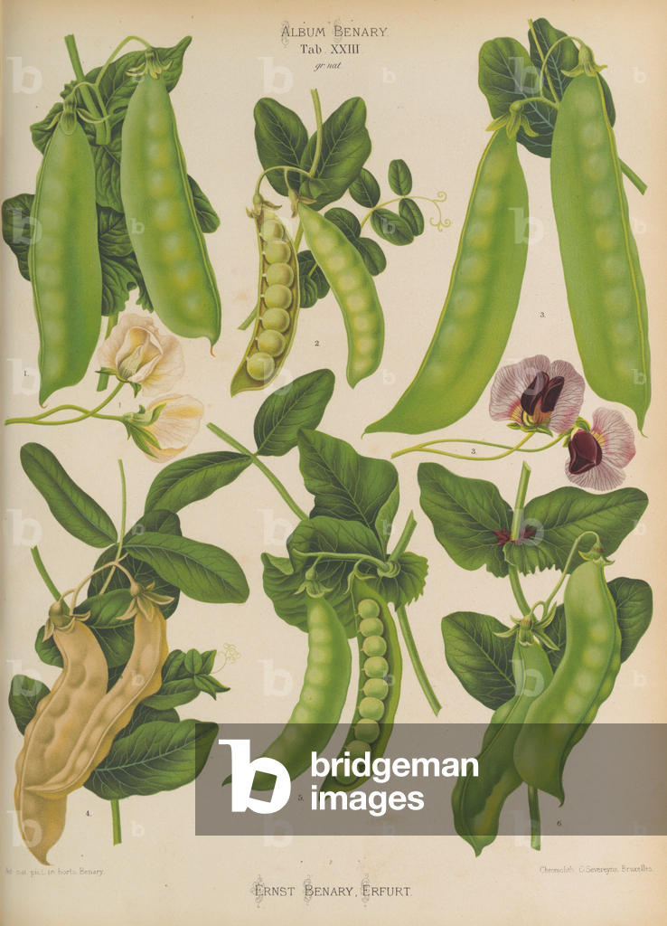 Image of Print depicting Sugar snap peas (Pisum sativum var. macrocarpon) 1876 by Ernst Benary
