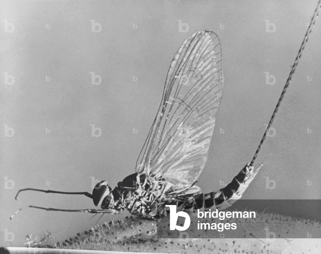 Image of Photography depicting Close-up of a mayfly, b/w