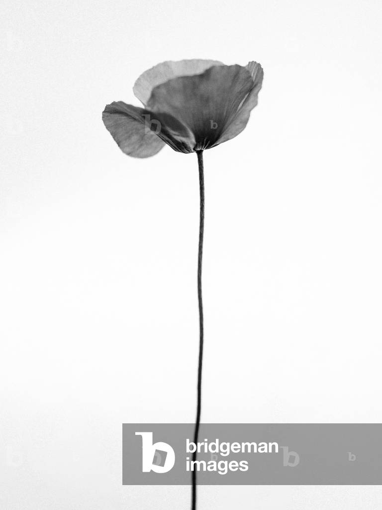 Au milieu des fleurs 68, 2021 (photo n/b)