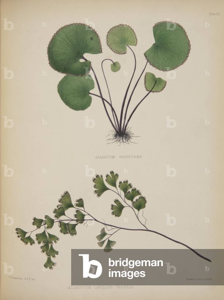 Adiantum reniforme and A. capillus-veneris