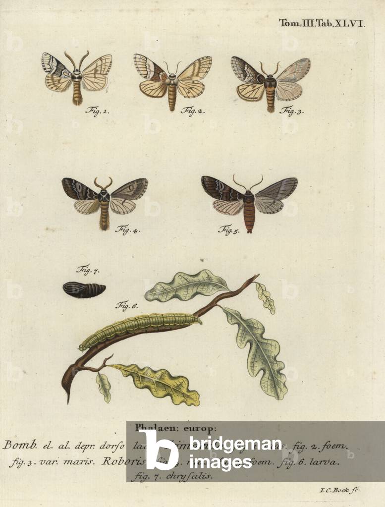 "Falena Drymonia dodonaea." 1786 di Johann Carl Bock