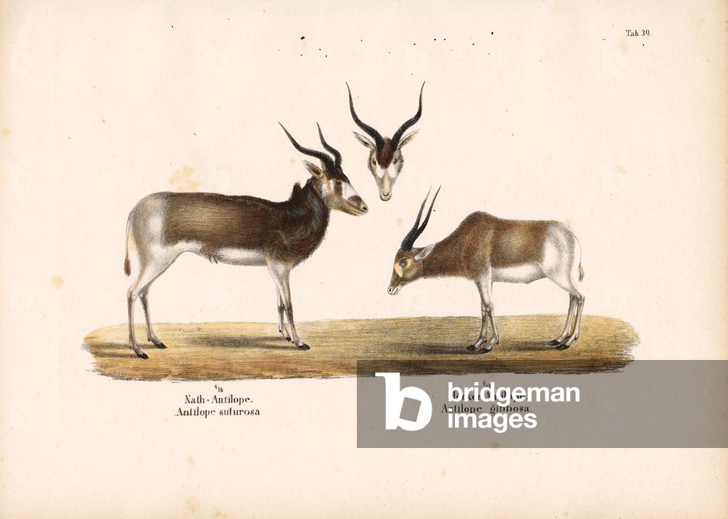Immagine di Incisione "Addax e antilopi Bontebok" 1848 di Conrad Kull
