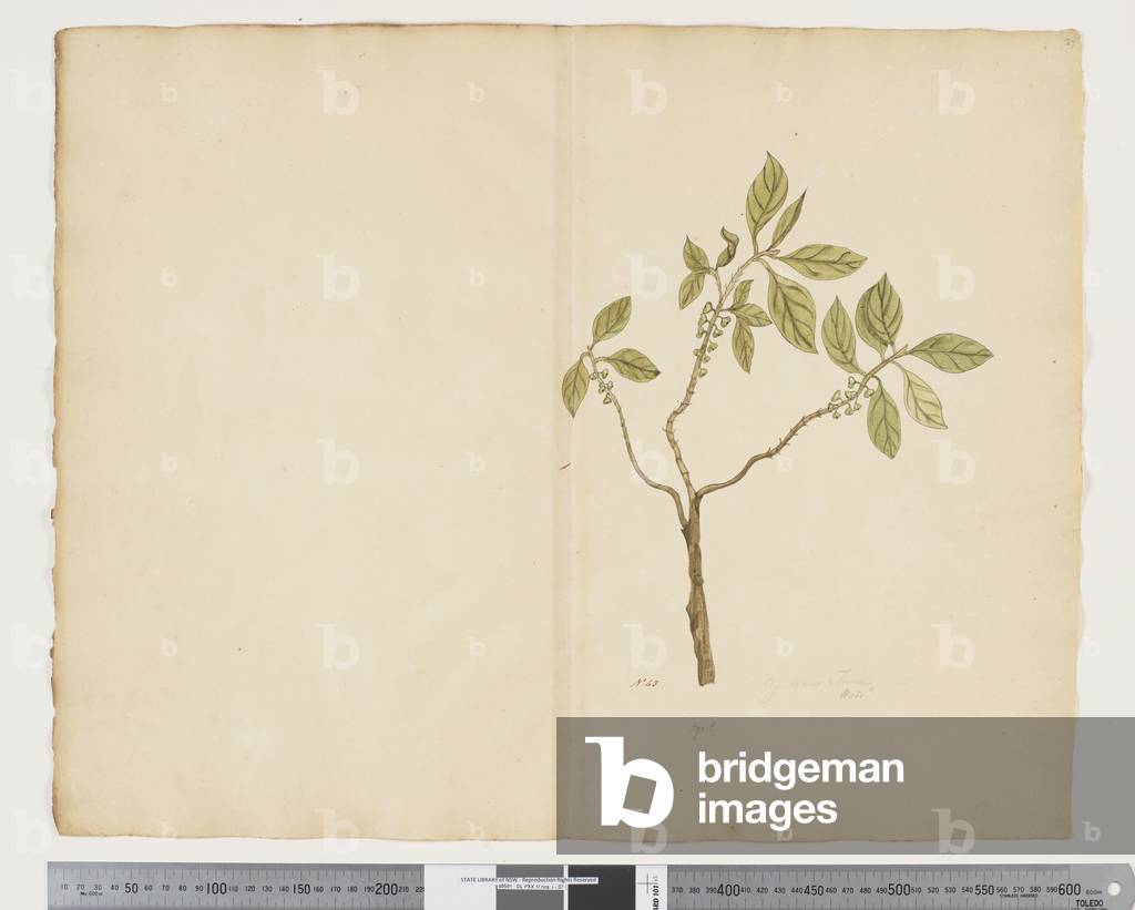 "F.27 Melicitis ramiflora" 1790 von John Doody