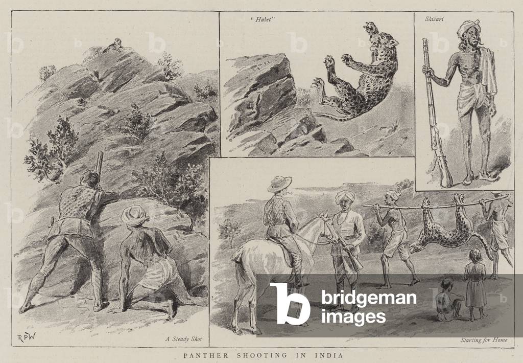 Panther shooting in India (engraving) by English Artist, b/w