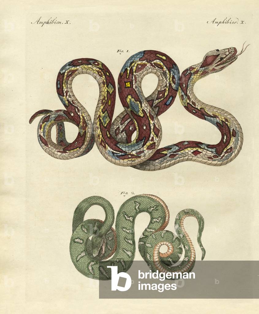 Immagine di Incisione "Terribile serpente (incisione colorata)" di German School