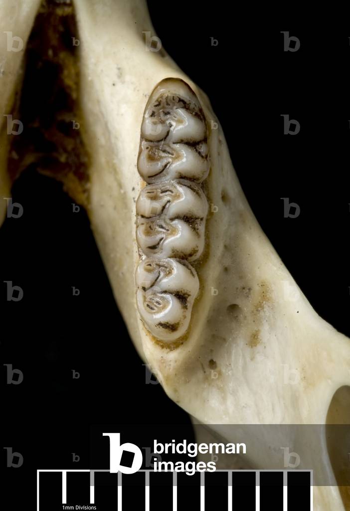 Megalomys desmarestii