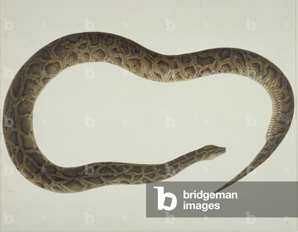 Assiette LS 105 de la collection John Reeves (Zoologie) 1774