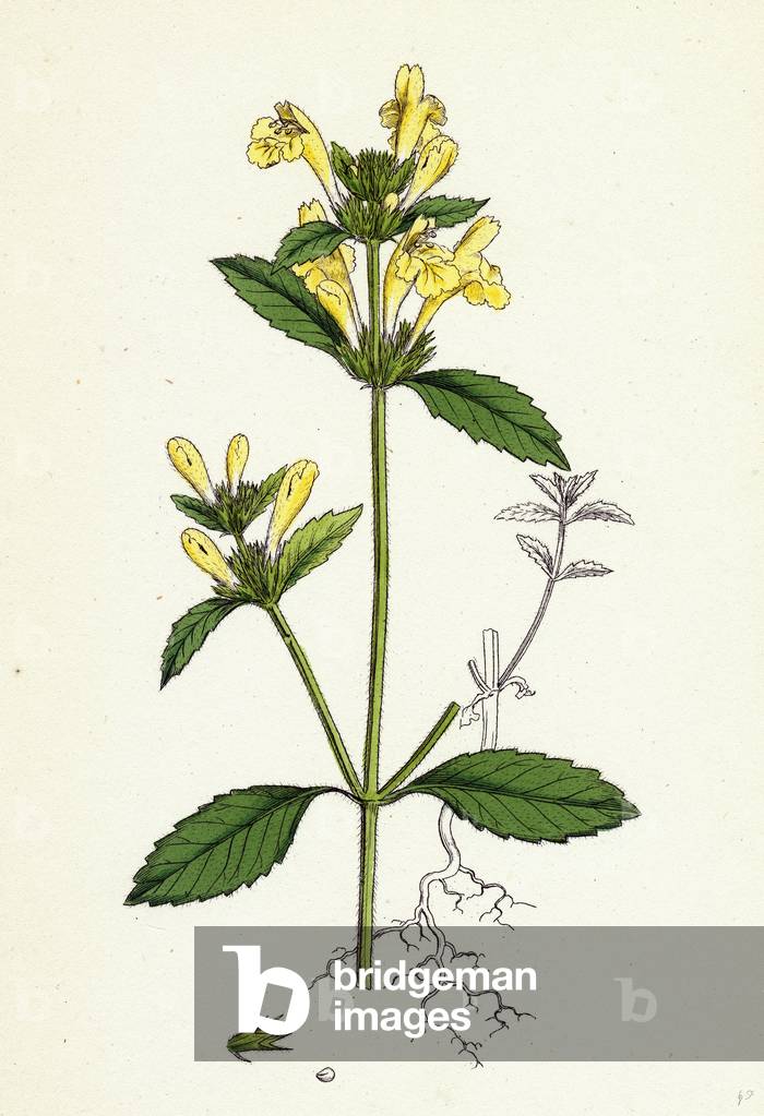 Galeopsis Ochroleuca Downy Hanf-Brennnessel