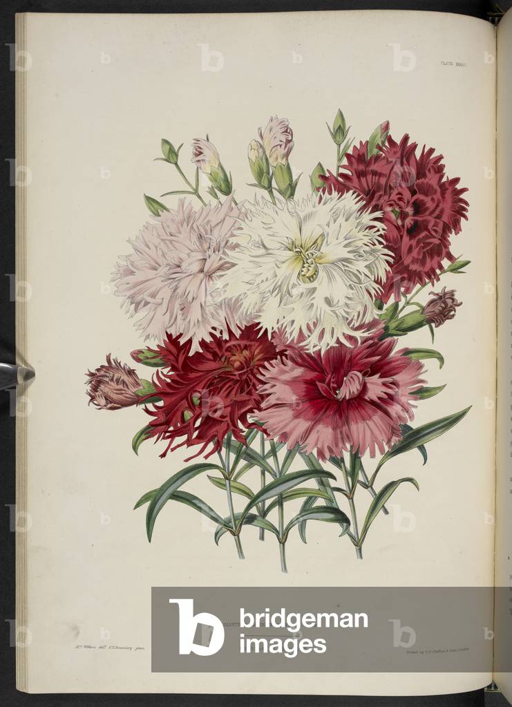 Dianthus Laciniatus/Lychnis Haageana (siehe Teller 8 Abb. 4) Dianthus Laciniatus Flore-pleno Japanese Pinks. L