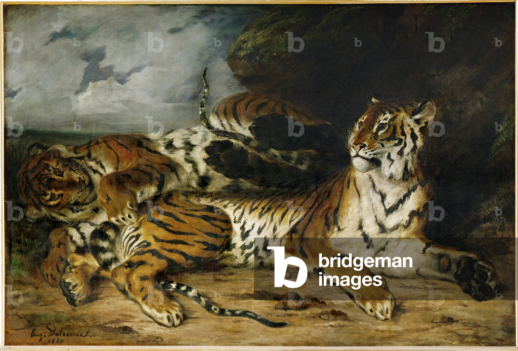 Jeune tigre jouant avec sa mere ...