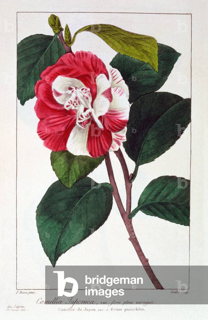 Camellia japonica, 1836 (hand-coloured engraving)