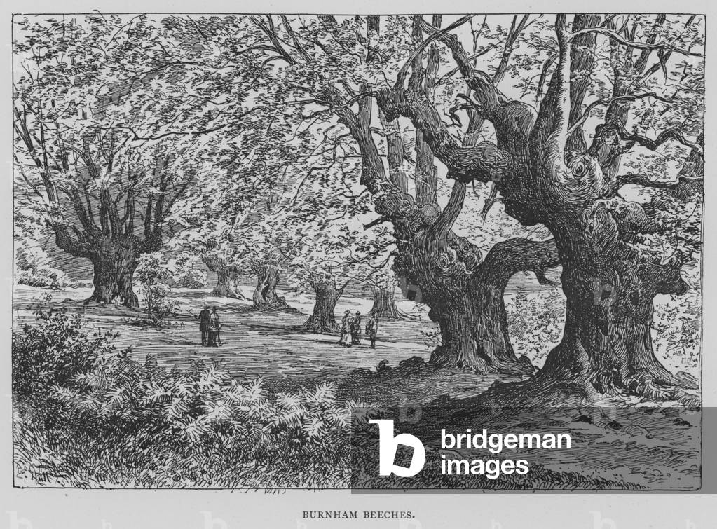 "Faggi Burnham (incisione)" di English School, b/w