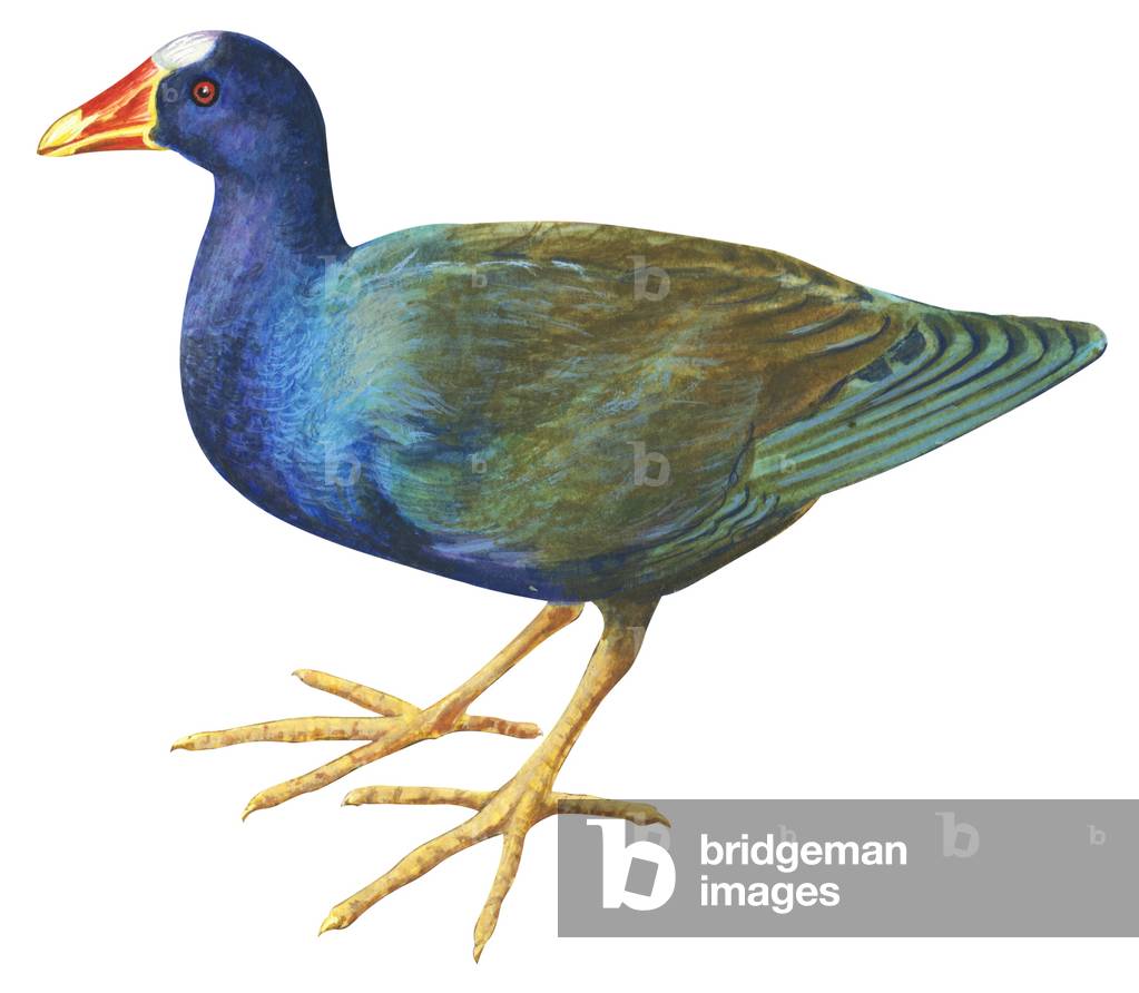 "Gallinule viola"