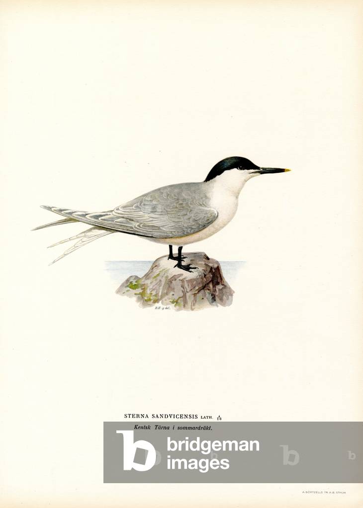 Sterne sandwich (couleur litho) par Ferdinand Wright