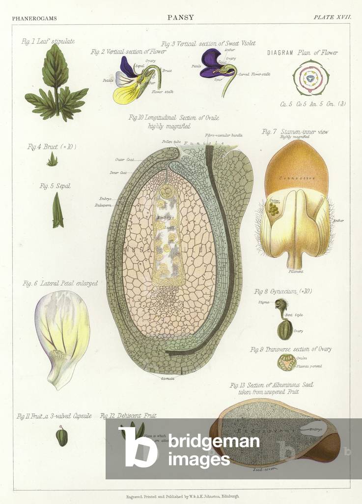 Stiefmütterchen (Farbe litho)