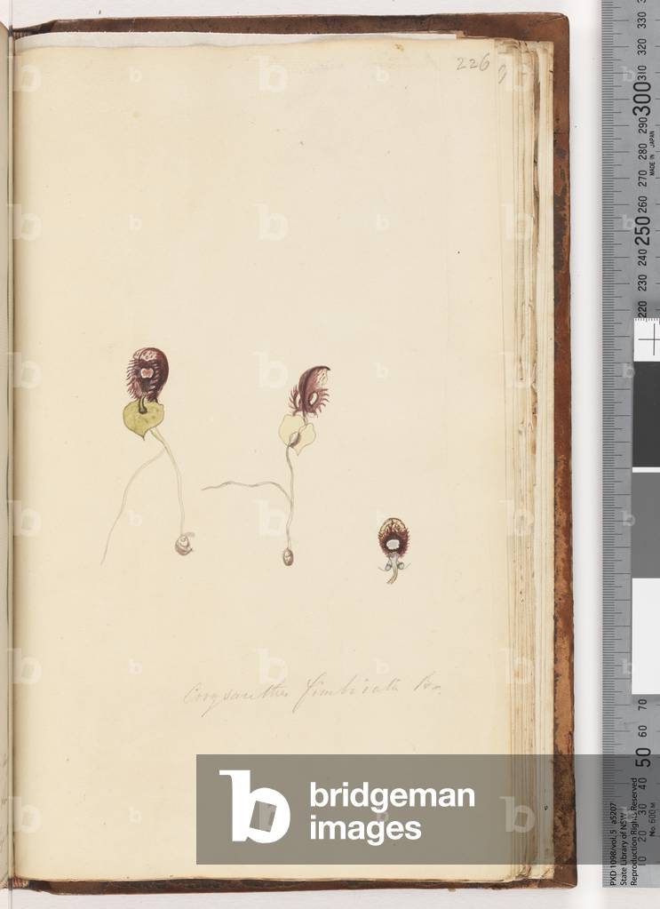 Page 226. Corysanthes fimbriata Br / Fringed Helmet Orchid (w/c) by Unknown artist, b/w
