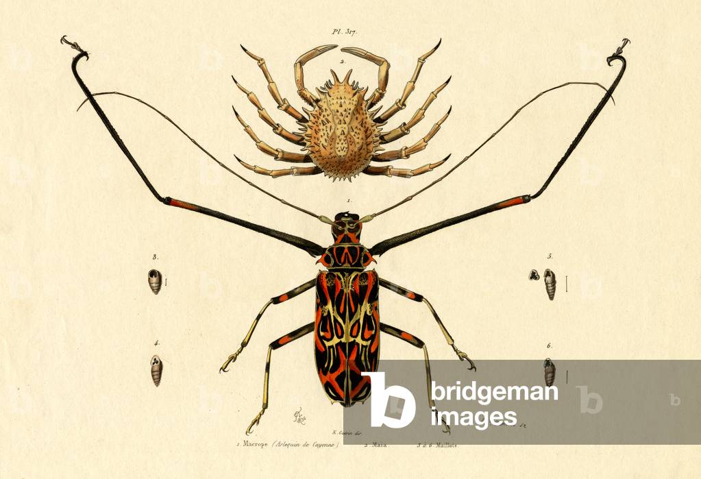 Image de Gravure représentant Herlequin Beetle, 1833-39 par French School