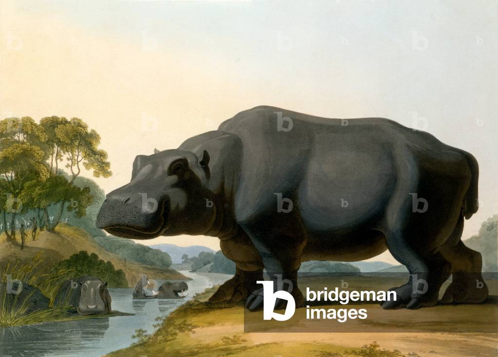 The Hippopotamus, 1804 (colour litho)