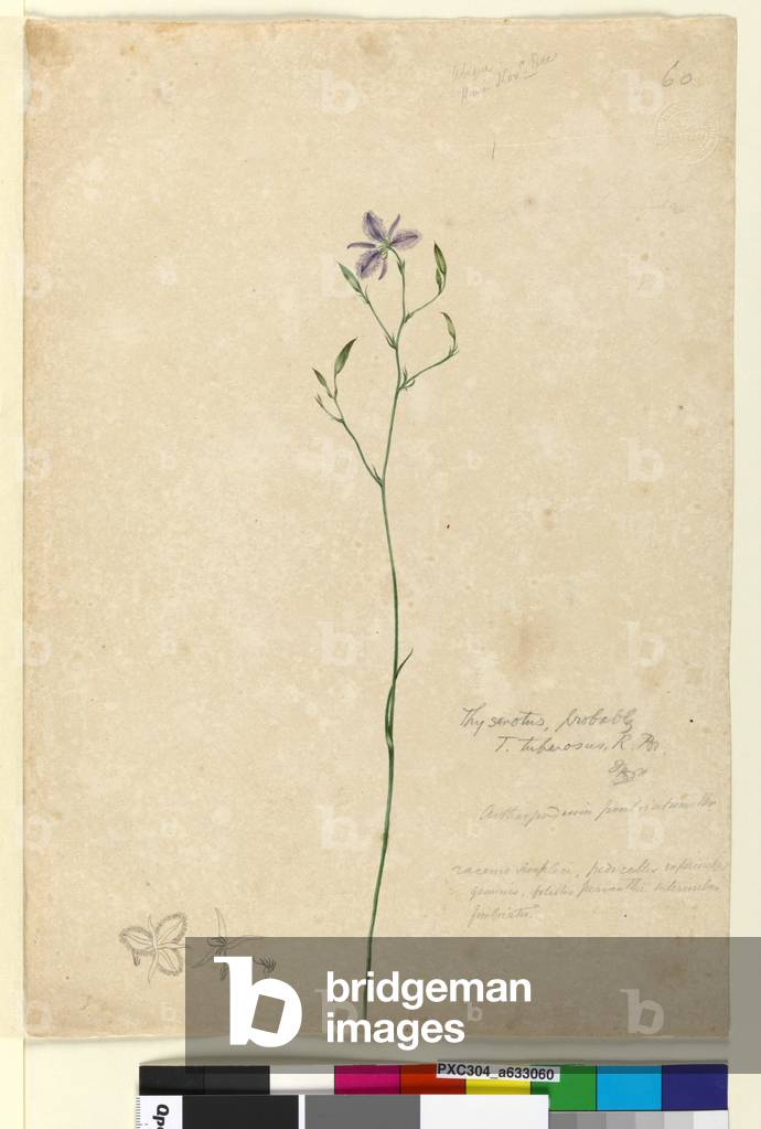 Seite 60. Thysanotus tuberosus, ca. 1803-06 (Aquarell, Feder, Tinte und Bleistift)