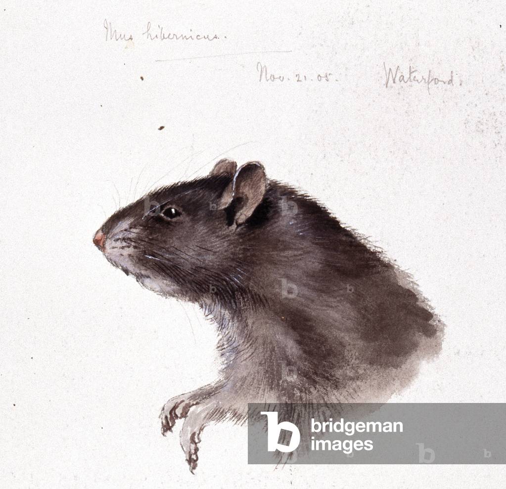 Rattus rattus, ratto nero, da una raccolta di schizzi a matita e disegni ad acquerello di mammiferi britannici
